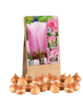 Edler Tulpenmix „Ton in Ton“ im Angebot bei Lidl in Leipzig Edler Tulpenmix „Ton in Ton“ Angebote bei Lidl Leipzig für 4,99 €