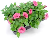 Beet- und Balkonpflanzen im Angebot bei Thomas Philipps in Maintal Beet- und Balkonpflanzen Angebote bei Thomas Philipps Maintal für 3,99 €