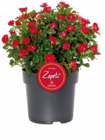 Rose 'Zepeti' bei Hagebaumarkt im Baunatal Prospekt für 9,99 €