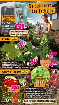 Tomaten im Hornbach Prospekt "Ran ans PROJEKT. Es ist schon Pflanzzeit." mit 36 Seiten (Paderborn)