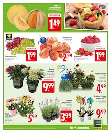 EDEKA Rose im Prospekt EDEKA Rose im Prospekt