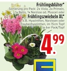 Frühlingsblüher bei EDEKA im Hausham Prospekt für 4,99 €