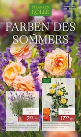 Ähnliche Tulpen Angebote im Prospekt "FARBEN DES SOMMERS" von Pflanzen Kölle in Fellbach Ähnliche Angebote wie Tulpen im Prospekt "FARBEN DES SOMMERS" auf Seite 1 von Pflanzen Kölle in Fellbach