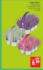Calluna Vibes Angebote bei Marktkauf Erlangen für 6,99 €