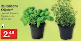 Italienische Kräuter Lavendel im Angebot bei Zimmermann in Magdeburg Italienische Kräuter Lavendel Angebote bei Zimmermann Magdeburg für 2,49 €