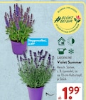 Violet Summer im ALDI SÜD Prospekt Violet Summer von GARDENLINE im aktuellen ALDI SÜD Prospekt für 1,99 €