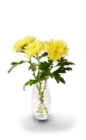 Dekochrysanthemen im Angebot bei Kaufland in Bremerhaven Dekochrysanthemen Angebote bei Kaufland Bremerhaven für 3,99 €