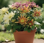 Chrysanthemen Angebote bei Wreesmann Zwickau