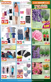 Chrysanthèmes Angebote im Prospekt "Votre Discounter Régional" von Norma auf Seite 4