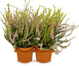 Aktuelle Pflanzen Angebote bei Netto Marken-Discount in Bochum Aktuelles dreifarbige Besenheide Calluna Angebot bei Netto Marken-Discount in Bochum ab 5,99 €