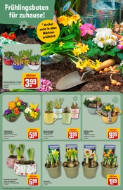 Dekoration im REWE Prospekt in Regensburg Aktueller REWE Prospekt mit Dekoration, "Dein Markt", Seite 9