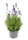 Lavendel im ALDI Nord Prospekt Lavendel von GARDENLINE im aktuellen ALDI Nord Prospekt für 1,69 €