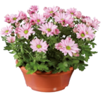 Chrysanthème en coupe - Lidl à Sarcelles Chrysanthème en coupe en promo chez Lidl Sarcelles à 3,49 €