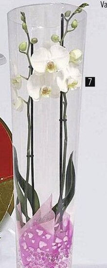 Casino Supermarchés Coeuilly - Phalaenopsis 2 tiges Promo Phalaenopsis 2 tiges dans le catalogue Casino Supermarchés "Le mois Casinomania" à Coeuilly