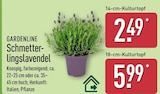 Schmetterlingslavendel von Gardenline für 2,49 € bei ALDI Nord im Angebot Schmetterlingslavendel von Gardenline im aktuellen ALDI Nord Prospekt