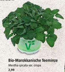 Bio-Marokkanische Teeminze bei BAUHAUS in Fürth Bio-Marokkanische Teeminze im Angebot bei BAUHAUS Fürth für 2,99 €