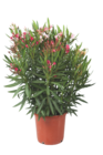 Laurier rose + pot en promo chez Castorama Aubervilliers à 44,90 €