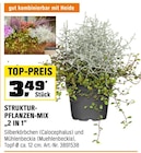 Struktur-Pflanzen-Mix '2 in 1' bei OBI im Ratingen Prospekt für 3,49 €