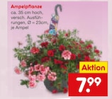Ampelpflanze von  im aktuellen Netto Marken-Discount Prospekt für 7,99 €