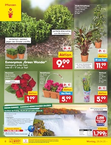 Buchsbaum im aktuellen Netto Marken-Discount Prospekt (Wuppertal) Buchsbaum im Netto Marken-Discount Prospekt "Aktuelle Angebote" mit 44 Seiten (Wuppertal)