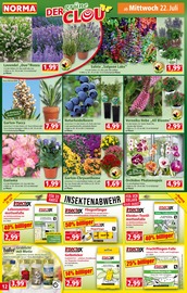 Ähnliche Erdbeerpflanzen Angebote im Prospekt "Mehr fürs Geld" von Norma in Fürth Ähnliche Angebote wie Erdbeerpflanzen im Prospekt "Mehr fürs Geld" auf Seite 12 von Norma in Fürth