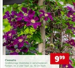 Clematis von Pflanzen-Kölle für 9,99 € bei Pflanzen Kölle im Angebot Clematis von Pflanzen-Kölle im aktuellen Pflanzen Kölle Prospekt