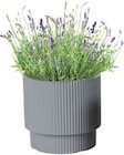 Aktuelles Lavendel Angebot bei Thomas Philipps in Berlin ab 1,99 €