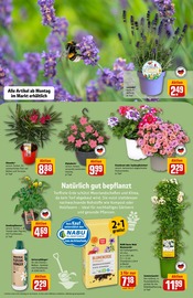 Gartenerde im REWE Prospekt in Kempen Aktueller REWE Prospekt mit Gartenerde, "Dein Markt", Seite 7