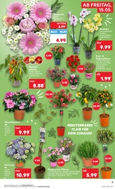 Aktueller Kaufland Prospekt mit Hortensie, "KNÜLLER", Seite 12