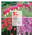 Promo Plantes vivaces à 5,89 € dans le catalogue Super U à Vannes