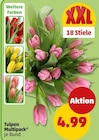 Aktuelles Tulpen Multipack Angebot bei Penny in Erfurt ab 4,99 €