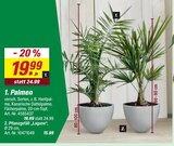 Aktuelle Zimmerpflanzen Angebote bei toom Baumarkt in Mannheim Aktuelles Palmen Angebot bei toom Baumarkt in Mannheim ab 15,99 €
