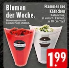 Aktuelle Blumen Angebote bei EDEKA in Düsseldorf Aktuelles Flammendes Käthchen Angebot bei EDEKA in Düsseldorf ab 1,99 €
