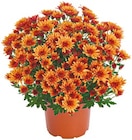 Chrysanthemen "Garden mums" Angebot im Netto mit dem Scottie Prospekt Chrysanthemen "Garden mums" im Netto mit dem Scottie Prospekt zum Preis von 0,99 €