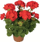 Aktuelles Geranien Angebot bei Zimmermann in Mainz ab 1,39 €