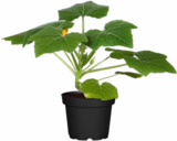 Gemüsepflanzen Gurke bei Hagebaumarkt im Prospekt "" für 4,99 €