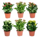 Kalanchoe - Carrefour à Villeurbanne Kalanchoe en promo chez Carrefour Villeurbanne à 1,99 €
