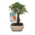 Carmona retusa oder Zelkova serrata für 6,99 € bei Netto mit dem Scottie im Angebot Carmona retusa oder Zelkova serrata im aktuellen Netto mit dem Scottie Prospekt