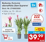Kurkuma, Curcuma alismatifolia ‚Siam Supreme‘ für 39,99 € bei Netto Marken-Discount im Angebot Kurkuma, Curcuma alismatifolia ‚Siam Supreme‘ im aktuellen Netto Marken-Discount Prospekt