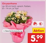 Chrysantheme im aktuellen Netto Marken-Discount Prospekt