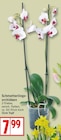 Schmetterlingsorchideen für 7,99 € bei EDEKA im Angebot Schmetterlingsorchideen im aktuellen EDEKA Prospekt