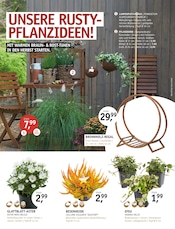 Aktueller ROSENGUT Langerwisch Prospekt mit Gartenmöbel, "INDIAN SUMMER", Seite 2