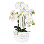 Kunstpflanze Orchidee für 39,99 € bei POCO im Angebot Kunstpflanze Orchidee im aktuellen POCO Prospekt