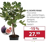Aktuelles Echte Feige Angebot bei Dehner Garten-Center in Essen ab 27,99 €