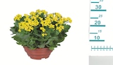 Aktuelles Blühpflanze in Schale Angebot bei Lidl in Magdeburg ab 4,99 €