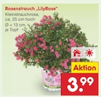 Rosenstrauch LilyRose im Netto Marken-Discount Prospekt Rosenstrauch LilyRose im aktuellen Netto Marken-Discount Prospekt für 3,99 €