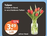Aktuelles Tulpen Angebot bei V-Markt in Regensburg ab 3,49 €