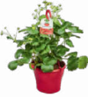 Erdbeer-Ampel Angebote bei Netto Marken-Discount Braunschweig für 6,99 €