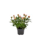 Rosier - Carrefour à Grenoble Rosier en promo chez Carrefour Grenoble à 2,99 €