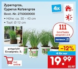 Zyperngras, Cyperus Katzengras für 19,99 € bei Netto Marken-Discount im Angebot Zyperngras, Cyperus Katzengras im aktuellen Netto Marken-Discount Prospekt